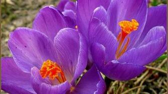 Early Spring High Quality And Resolution Wallpaper On