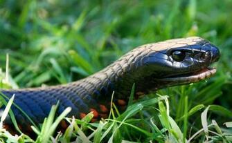 Animal Red Bellied Black Snake Wallpaper