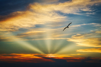 Bird Flying Sunset Evening Clouds Beautiful Sky 5k HD Nature 4k Wallpaper