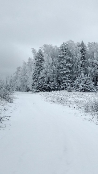 Russian Winter Novgorod Region Phone Wallpaper Dark Nature
