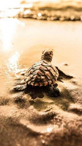 4k Turtles Wallpaper Whatspaper