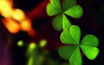Clover Wallpaper Pictures Image