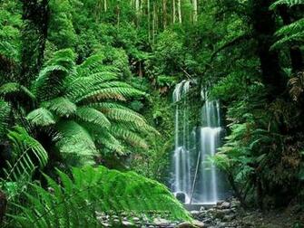 Image Of Forest Trees Nature Wallpaper Tropical