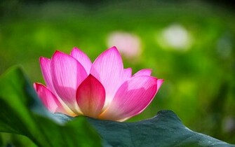Lotus Flowers Wallpaper Beautiful Desktop