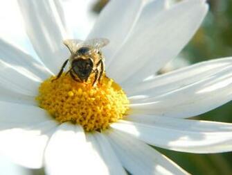 Pillow Of Pollen Wallpaper
