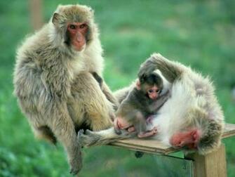 Amzing Monkey Wallpaper Screensavers Funny