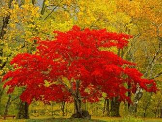 Wallpaper HD Widescreen Image Desktop Background