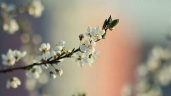 Spring Plant Wallpaper HD 1080p Background Desktop