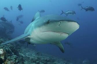 Bull Shark Wallpaper Background