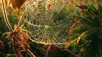 Dew On Spider Web Mac Wallpaper