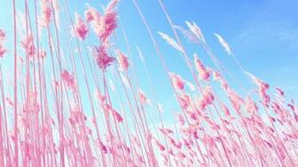 Vs Pink Desktop Wallpaper HD