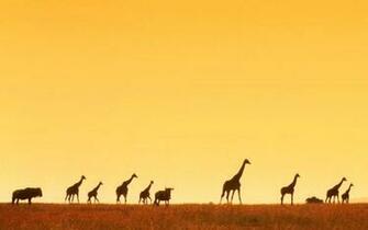 Pics Photos African Wallpaper