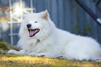 Mac Animal Pet Samoyed Background Image Dog X