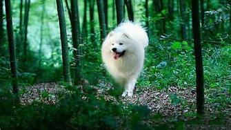 Samoyed Wallpaper And Background Image Net