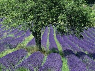 Provence France Wallpaper For