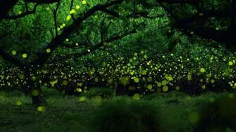 Image Fireflies Long Exposure Photograph Of In A