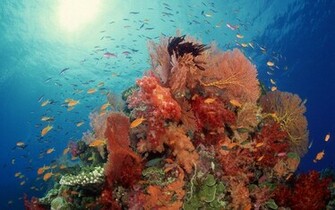 Wallpaper Sea Life Pictures