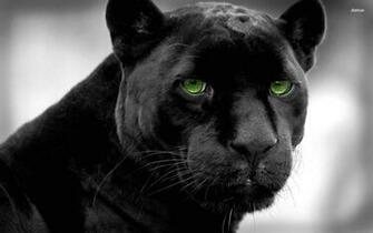Pics Photos Black Panther Wallpaper