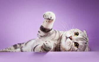 Scottish Fold Cat Kittens Breed The Is A