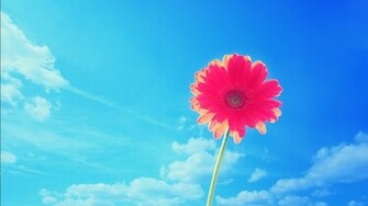 Single Red Flower Wallpaper HD Background