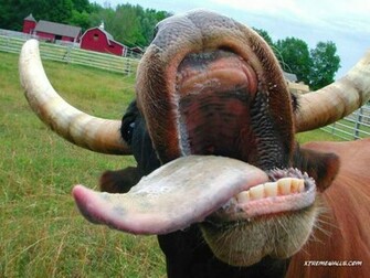 Animals Farm Wallpaper Info The Is Resized To Fit