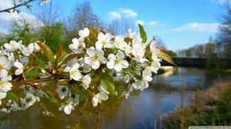 Blossom Branch Spring Wallpaper