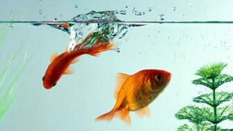Cute Fish