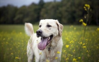 Labrador Retriever Wallpaper