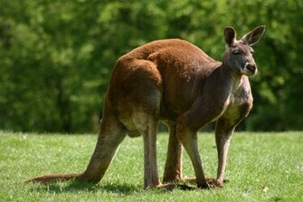 Red Kangaroo Wallpaper For Computer Kangaroos