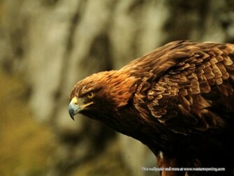 Golden Eagle Wallpaper In HD Quality
