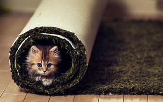 HD Cat Play Wallpaper