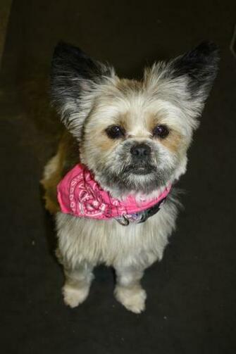 Best Morkie Wallpaper