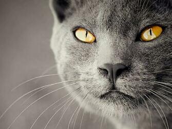 Amazing Cat Wallpaper