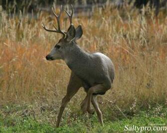 Wildlife Photography