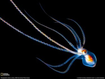 Most Popular Wallpaper HD Pics