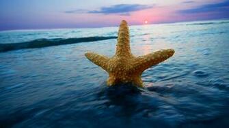 Starfish Wallpaper