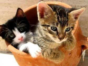 Wallpaper Gallery Cat Kittens