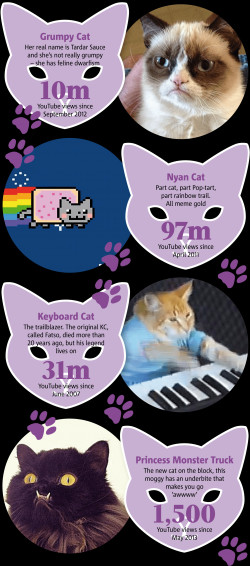 Famous Internet Cats Meme Infographic Wallpaper