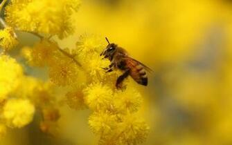 Bee Computer Wallpaper Desktop Background Id
