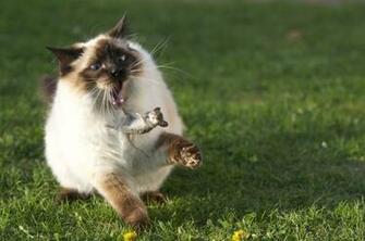 Cat Play In Savana Wallpaper Background WallscreenHD