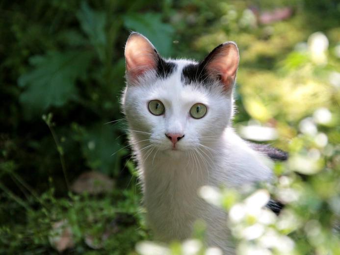 Cute Cats And Dogs Wallpaper