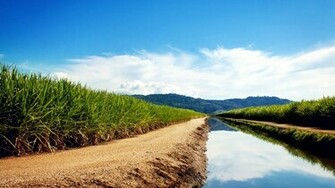 Sugarcane Fields Wallpaper HD