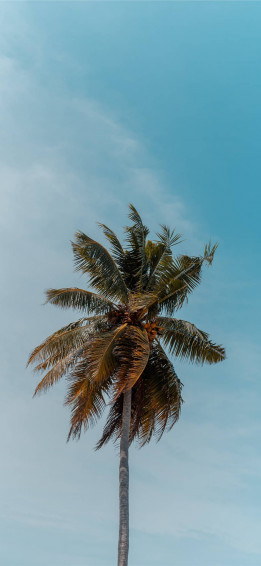 Coconut Tree Wallpaper