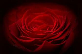 Rose Rouge Background Fleur P Tale Image Photos Gratuites Libres