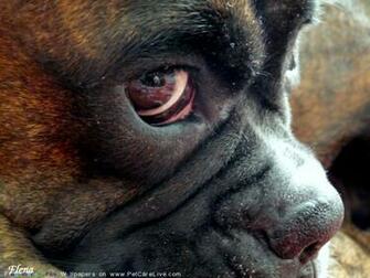 The Boxer Dog Desktop Wallpaper Pictures Online For Computer