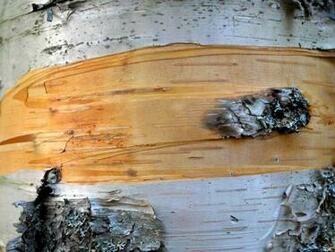 Photo Close Up Of Birch Tree Bark