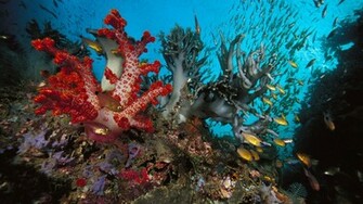 Coral Reef Wallpaper