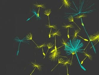 Dandelion Wallpaper By Spazzy Mcgee