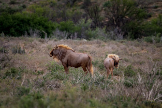 Wildebeest Wallpaper