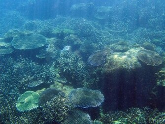 Ocean Floor Wallpaper